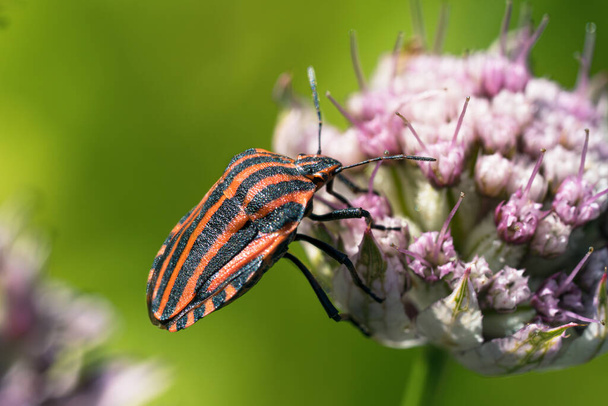 Close up macro of a striped bug seen from the back feeding on an astrantia flower - Photo, Image