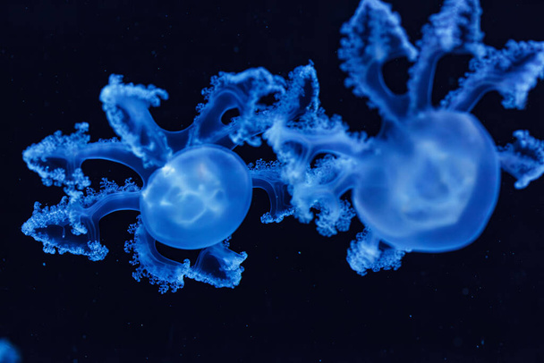 colpo subacqueo di belle meduse marmorizzate / Lychnorhiza Lucerna da vicino - Foto, immagini