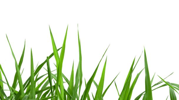 Isolated green grass with clipping paths on white background                                - Zdjęcie, obraz