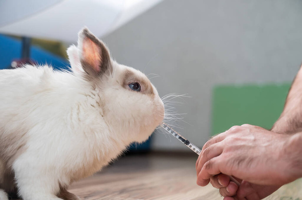 A man gives a rabbit medicine from a syringe. Bunny drinks from a syringe - Foto, afbeelding