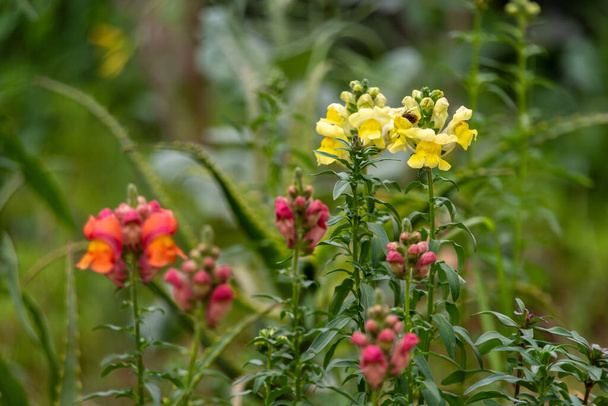 Butter And Eggs flowers, Linaria Vulgaris, in a park in Fes, Morocco - Photo, Image