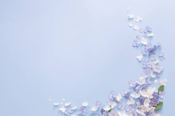 blue and white  hydrangea flowers on blue background - Foto, imagen
