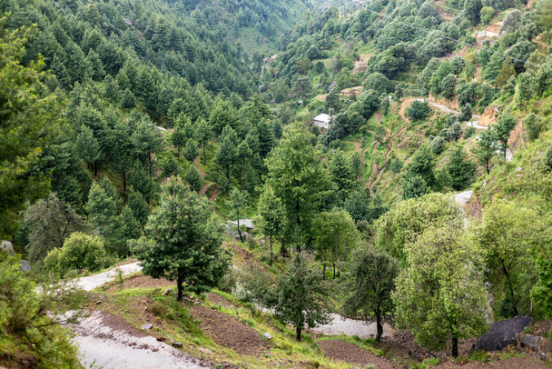 Гималайский кедр или деодарский лес на горе Сват Вэлли, Пакистан - Фото, изображение