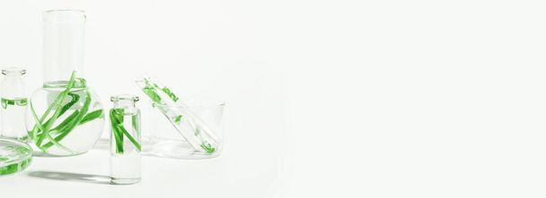 organic cosmetics, natural cosmetics, biofuels, algae. Natural green laboratory. Experiments. Laboratory glassware and containers with green plants on a light background. - 写真・画像
