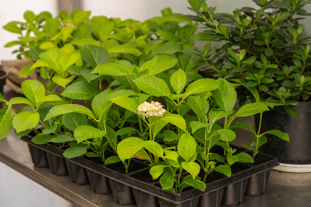 Bigleaf hortenzia palánták cserépben egy asztalon a melegházban. Új növényeket termesztek otthon. Tavaszi kertészet. Közelkép. - Fotó, kép