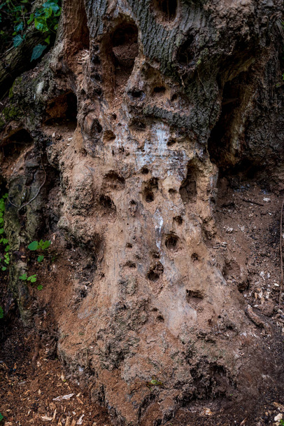 Ausgehöhlter Specht-Trockenbaum. Löcher im Stamm eines trockenen Baumes durch Fütterung von Spechten gebohrt. - Foto, Bild