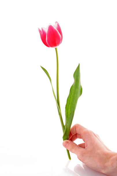 Pink tulip isolated on white background - Foto, Bild