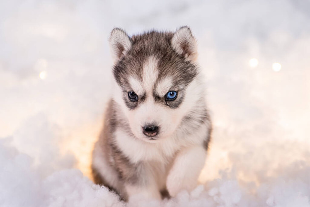 A little one and a half month old husky puppy stand on white fluff with luminous garlands. - Fotografie, Obrázek