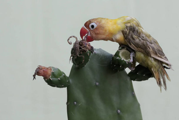 Gołąbek przepędza skorpiona, który wjeżdża na swoje terytorium na dzikim drzewie kaktusowym. Ten ptak, który jest używany jako symbol prawdziwej miłości ma naukowe imię Agapornis fischeri. - Zdjęcie, obraz