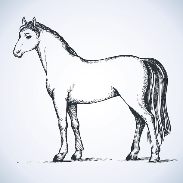 Elegante caballo blanco. Dibujo vectorial
 - Vector, imagen