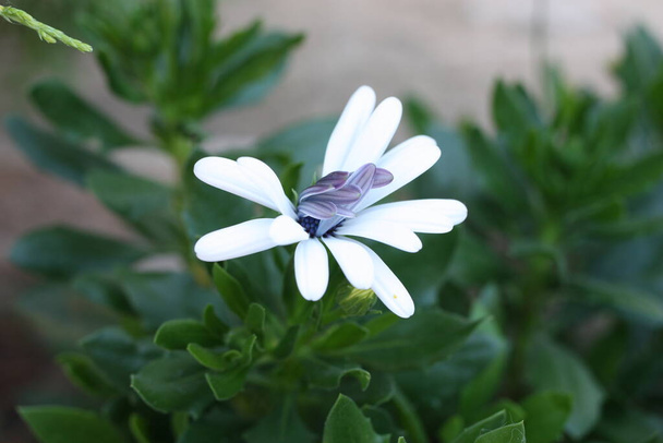 Kék-fehér százszorszép vagy afrikai százszorszép (Osteospermum ecklonis var. ), Görögország, Halkidiki, Arnaia - Fotó, kép