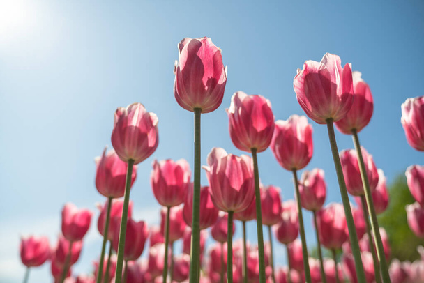 Alacsony szögű felvétel gyönyörű rózsaszín tulipánokról a kék ég alatt napsütéses időben. Tájkép a mezőgazdasági területen virágzó virágok. Virágüzlet, növekvő növénytermesztés. Mezőgazdasági tevékenység. - Fotó, kép