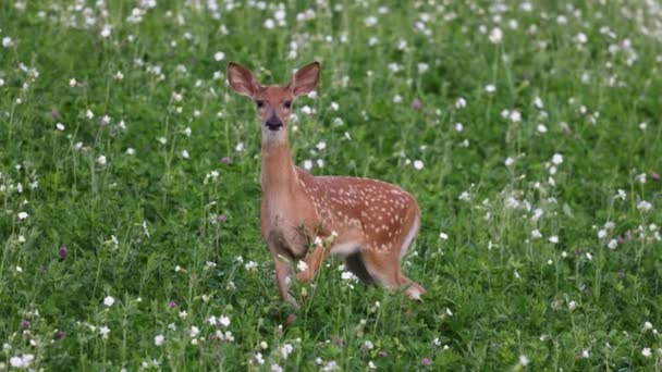Whitetail deer (Odocoileus virginianus) fawn with spots in a flowered field during early summer in a Wisconsin forest. - Footage, Video