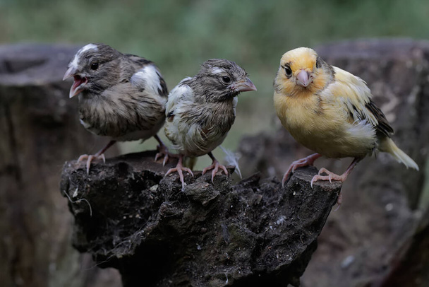 Three young canaries resting on a dry tree trunk. This bird has the scientific name Serinus canaria. - Photo, Image