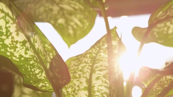 Sun shines through tropical foliage of dieffenbachia. Green leaves of dumb cane houseplant covered with white specks - Séquence, vidéo