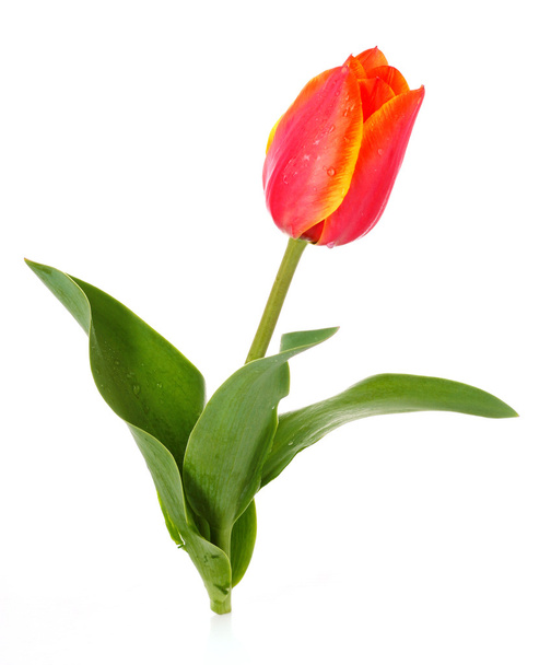 Tulip flower isolated on white background - Fotografie, Obrázek