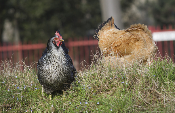 Hen in the farm - Photo, Image