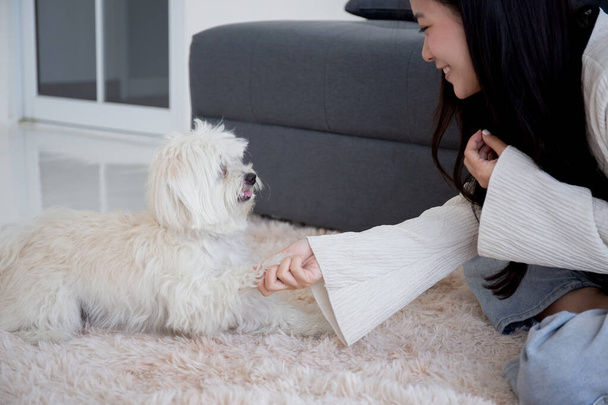 Joven mujer asiática juguetona con perro esponjoso shih tzu para relajarse con amor en la sala de estar en casa, amigos mascota con compañero, amistad de mujer y animal, mujer y amable de cachorro. - Foto, Imagen