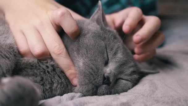 Ręce dziecka głaskającego szarego puszystego brytyjskiego kota śpiącego na łóżku. Zbliżenie, kaganiec, portret dużego wypoczętego kota czystej krwi z zamkniętymi oczami. Miłość, troska, uczucie i przyjaźń ze zwierzętami domowymi. - Materiał filmowy, wideo