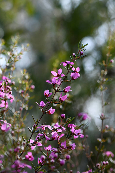 Podświetlone różowe kwiaty australijskiego rodzimego krzewu Boronia ledifolia, rodzina Rutaceae, rośnie w Sydney sclerophyll lasu understory. Zima do wiosny kwitnie. Słońce oświetlone łąka dziki kwiat - Zdjęcie, obraz