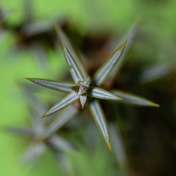 ジュニペロス・コミュニス（Junperus communis）は、ユニペルス科の小さな木や低木の一種である。. - 写真・画像