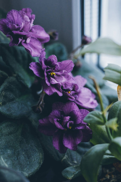 Saintpaulias en fleurs, communément appelée violette africaine. Mini plante en pot. Un fond sombre et la lumière naturelle de la fenêtre. Concentration sélective. Gros plan. - Photo, image