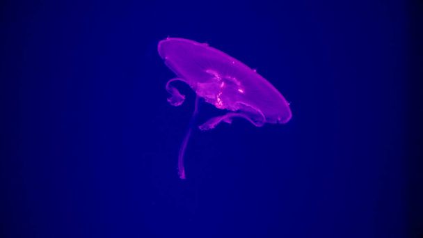 Beautiful pink neon jellyfish with tentacles swimming in aquarium. Abstract natural background or backdrop, aquarium life, diving underwater. - Photo, Image