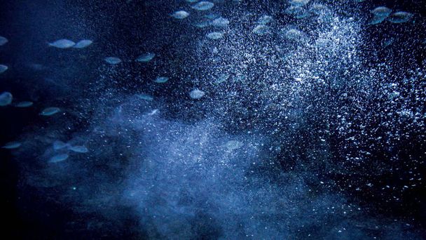Halakat úszik nagy patak víz és levegő buborékok a tiszta tenger vagy óceán. Absztrakt víz alatti háttér vagy háttér. - Fotó, kép