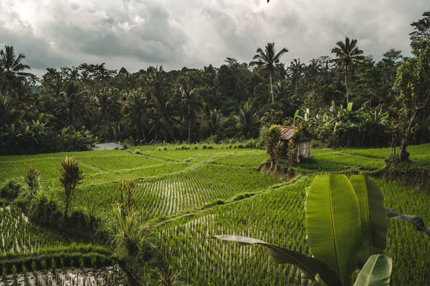 Landscape view of rice plantation near the palms jungle. Balinese farming agriculture, rice growing field - Photo, Image