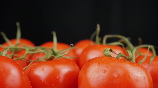 Zamknij się, Sprinkling Dojrzałe czerwone pomidory na czarnym tle. Rozpylanie. Makro. Dużo dojrzałych, czystych pomidorów z zielonymi gałązkami, kroplami wody. Refleksja, światło, blask. Zbiory warzyw na farmie. 4K. - Materiał filmowy, wideo