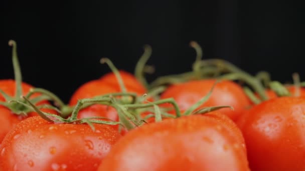 Close up, tomates vermelhos úmidos maduros com gotas de água girar em um fundo preto. Um espaço vazio. Muitos tomates frescos maduros com galhos verdes. Reflexão, luz, brilho. Colheita agrícola de legumes. Macro. - Filmagem, Vídeo