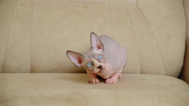 Kanadan Sphynx kissanpentu nuolee ja katselee ympärilleen istuu beige sohvalla. - Materiaali, video