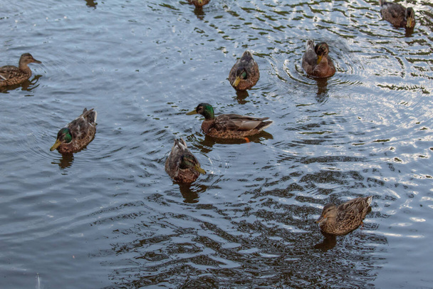 ducks in weiz creek from Austria - Фото, изображение
