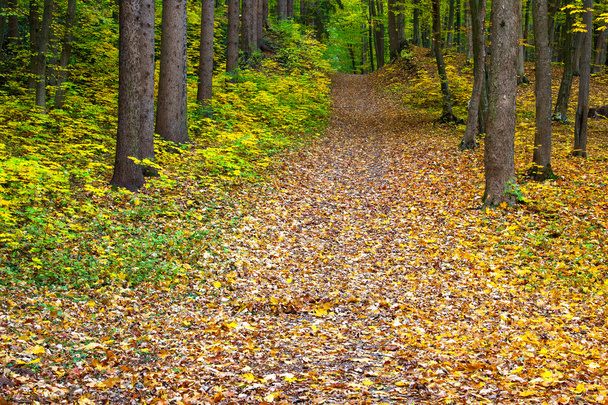 Autumn green-yellow-red forest - Valokuva, kuva