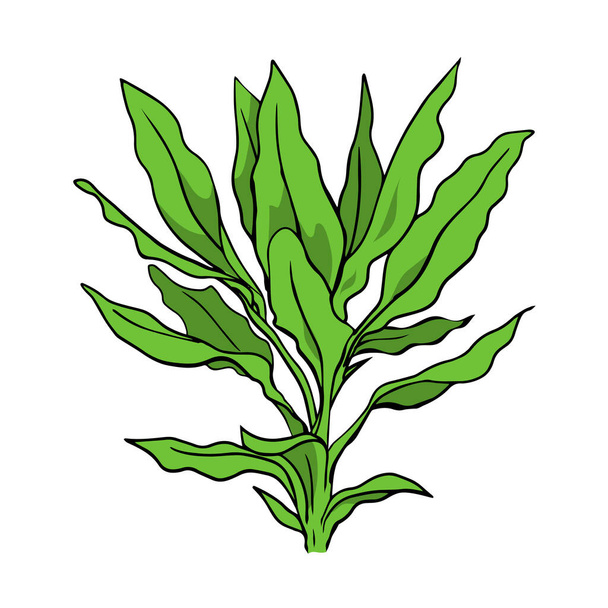 Decoratieve thuisbloem. Groene plant. Cartoon vector kunst illustratie geïsoleerd op witte achtergrond. Handgetrokken schets - Vector, afbeelding