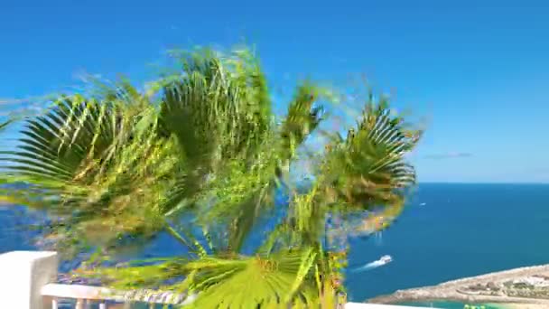 Detailní pohled na palmové listy, které se rozvíjejí v silném větru na pozadí Atlantského oceánu. Babička Kanárková. Španělsko. - Záběry, video