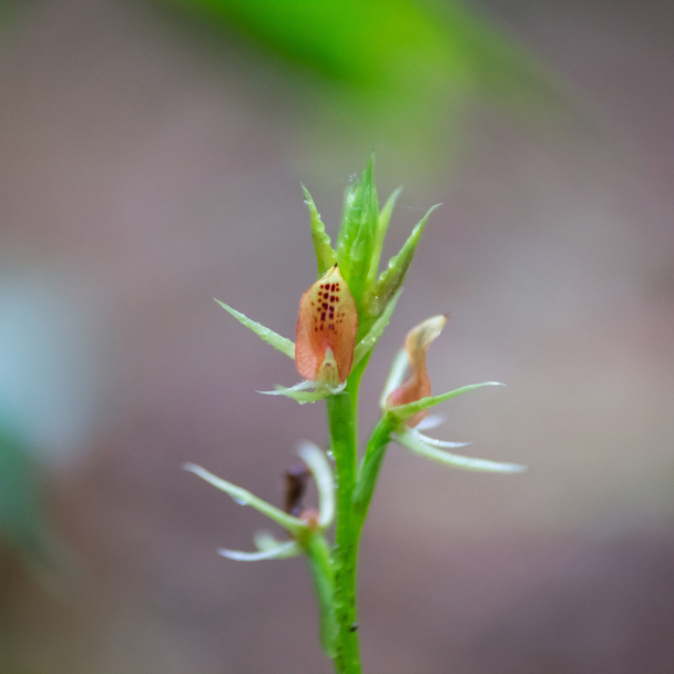 Orquídea terrestre
 - Foto, Imagen
