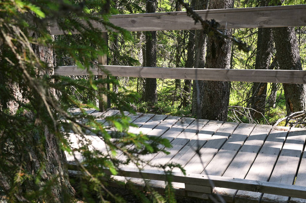 Dřevěná stezka v lese - Fotografie, Obrázek