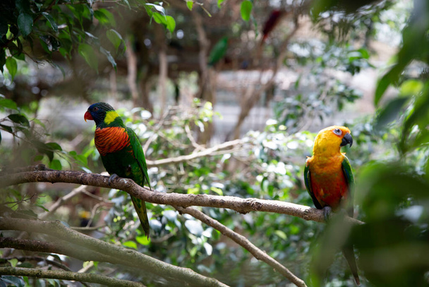 Два папуги Aratinga solstitialis і Hematode trihoglos Sus і в центрі місце для напису - Фото, зображення