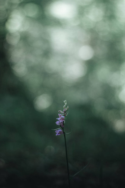 Purple forest wildflower with moody background for a wallpaper. - Photo, Image