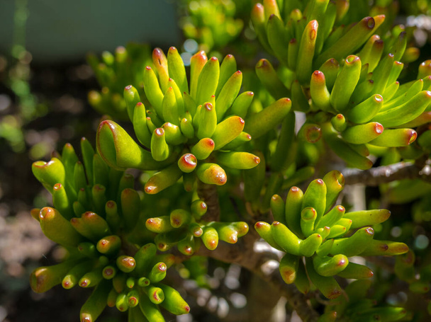 Crassula portulacea gollum. Una planta de jade en el jardín - Foto, Imagen