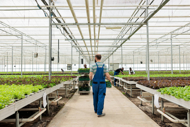 Mezőgazdasági dolgozók kertészeti csoportja, akik környezetbarát biopeszticidmentes élelmiszernövényeket termesztenek GMO-mentes természetes trágyával. Fenntartható felelősségteljes mezőgazdaság a tanúsított biogazdaságban. - Fotó, kép