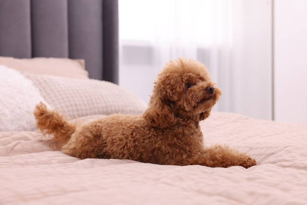 Cute Maltipoo dog on soft bed at home. Lovely pet - Foto, imagen