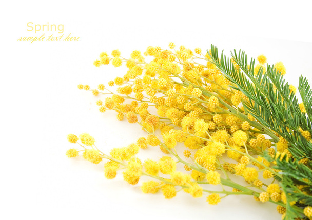 Гілка квітів мімози ізольована на білому тлі з зразковим текстом
 - Фото, зображення
