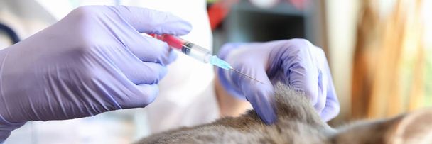 Medico veterinario guantato che fa l'iniezione per il gatto in clinica veterinaria. Primo piano del veterinario che tiene in mano siringa e gatto. - Foto, immagini