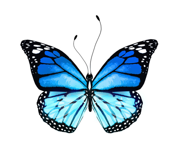 Χρώμα φωτεινό πεταλούδα, απομονώνονται σε λευκό φόντο - Φωτογραφία, εικόνα