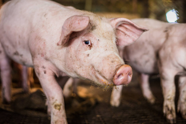 Małe prosięta wewnątrz hodowli zwierząt, Świnie w boksie - Zdjęcie, obraz