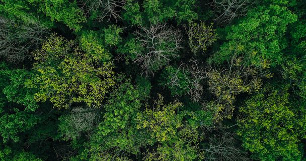 Woods background. Nature park. Aerial view. Environment protection. Emerald green wild dense majestic serene picturesque forest with diverse trees crowns. - Photo, Image