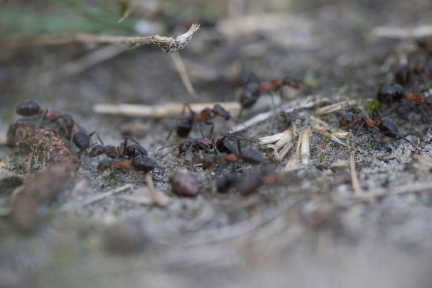 Hormigas forestales en Dwingelderveld, Países Bajos - Foto, Imagen