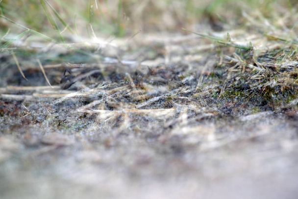 Διπλή καταγραφή των μυρμηγκιών του δάσους στο Dwingelderveld, Κάτω Χώρες - Φωτογραφία, εικόνα